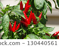 Growing chili peppers in a home garden 130440561