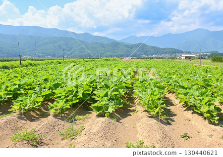 山形村牛蒡田 山形村牛蒡田 130440621