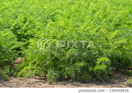Carrot fields, Yamagata Village 130440626