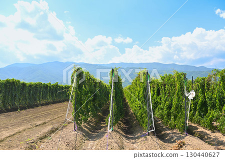 Nagaimo field, Yamagata village 130440627