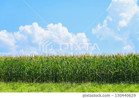 Blue sky and dent corn field Blue sky and dent corn field 130440629