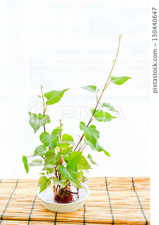 Sweet potato cultivation 130440647