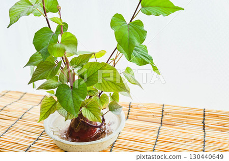 Sweet potato cultivation 130440649