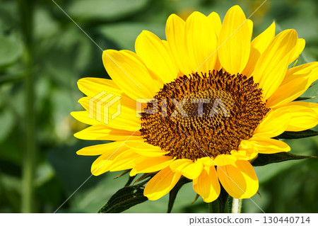 大黃色向日葵的特寫鏡頭 大黃色向日葵的特寫鏡頭 130440714