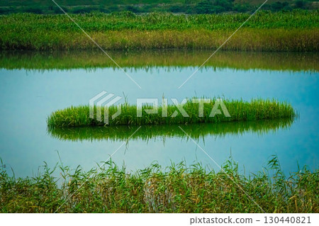 Reed-lined sandbar Reed-lined sandbar 130440821