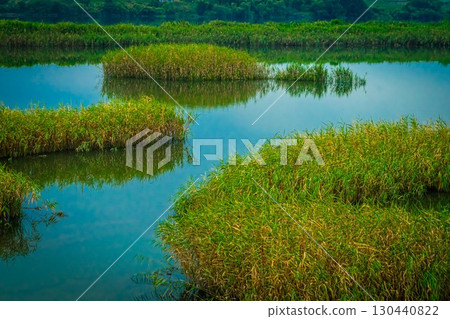 Reed-lined sandbar 130440822