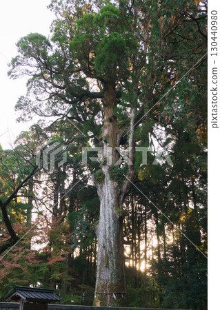 鹿兒島縣霧島市霧島神社的聖樹 130440980