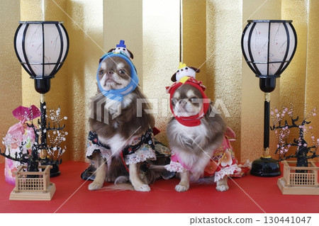 太可愛了吉娃娃的女兒節 130441047