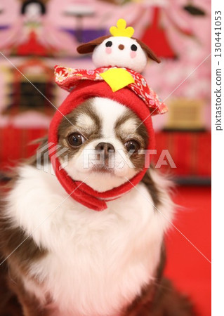 太可愛了吉娃娃的女兒節 130441053