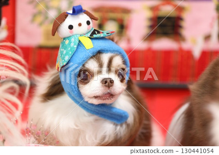Too cute Chihuahua's Hinamatsuri Too cute Chihuahua's Hinamatsuri 130441054