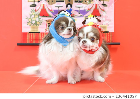 太可愛了吉娃娃的女兒節 130441057