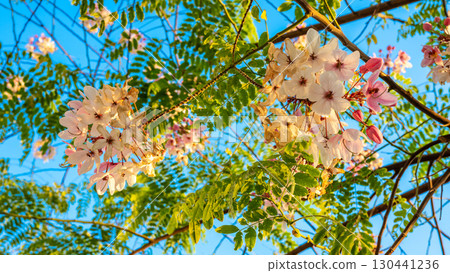 Pink and White Cassia Javanica Flowers on a Branch 130441236