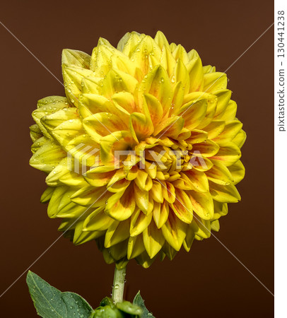 Golden Yellow Dahlia Blooming Against a Dark Background 130441238