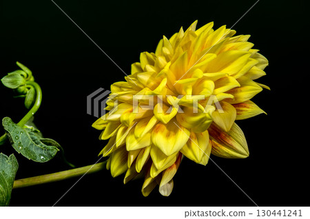 Yellow Dahlia Flower Against a Solid Black Background 130441241