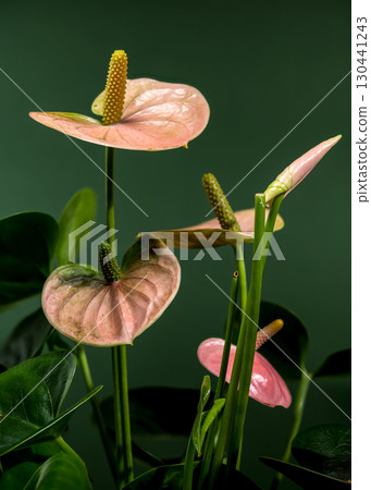 Elegant Pink Anthurium Flowers Against a Green Background Elegant Pink Anthurium Flowers Against a Green Background 130441243