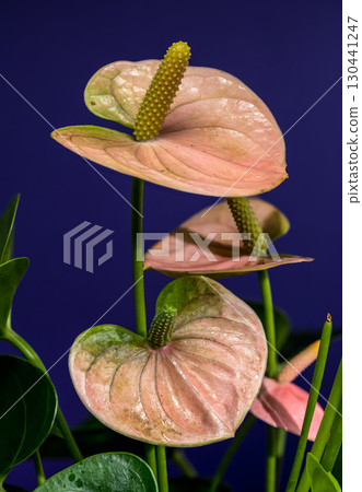 Elegant Pink Anthurium Flowers Against a Blue Background 130441247