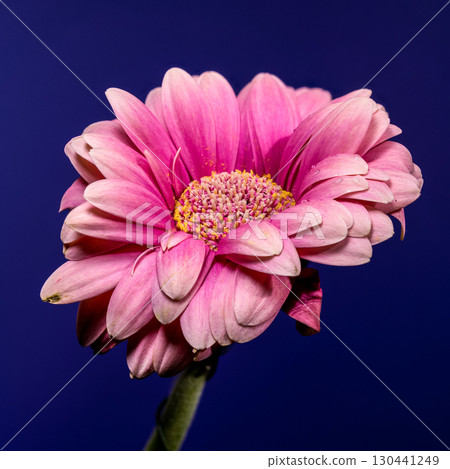 Soft Pink Gerbera Daisy Against a Deep Blue Background 130441249