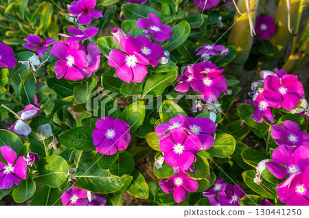 Bright Pink Periwinkle Flowers with Green Leaves Bright Pink Periwinkle Flowers with Green Leaves 130441250
