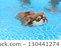 Cute Chihuahua swimming desperately 130441274