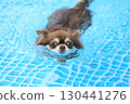 Cute Chihuahua swimming desperately 130441276