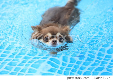 Cute Chihuahua swimming desperately Cute Chihuahua swimming desperately 130441276