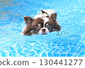 Cute Chihuahua swimming desperately 130441277