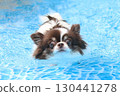 Cute Chihuahua swimming desperately 130441278