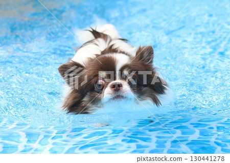 Cute Chihuahua swimming desperately Cute Chihuahua swimming desperately 130441278