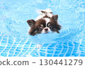 Cute Chihuahua swimming desperately 130441279