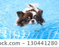 Cute Chihuahua swimming desperately 130441280