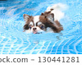 Cute Chihuahua swimming desperately 130441281