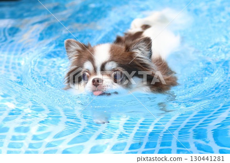 Cute Chihuahua swimming desperately 130441281