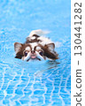 Cute Chihuahua swimming desperately 130441282