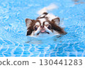 Cute Chihuahua swimming desperately 130441283