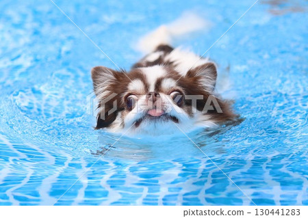 Cute Chihuahua swimming desperately Cute Chihuahua swimming desperately 130441283