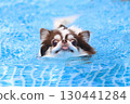 Cute Chihuahua swimming desperately 130441284