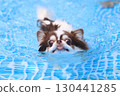 Cute Chihuahua swimming desperately 130441285