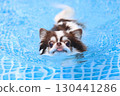 Cute Chihuahua swimming desperately 130441286