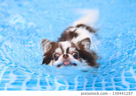 Cute Chihuahua swimming desperately Cute Chihuahua swimming desperately 130441287