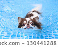 Cute Chihuahua swimming desperately 130441288