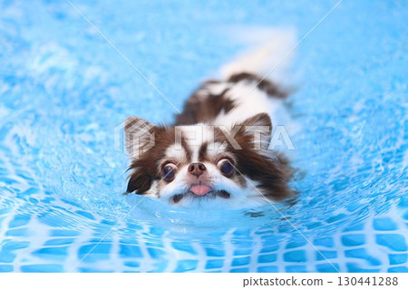 Cute Chihuahua swimming desperately Cute Chihuahua swimming desperately 130441288