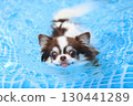Cute Chihuahua swimming desperately 130441289
