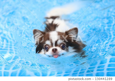 Cute Chihuahua swimming desperately Cute Chihuahua swimming desperately 130441289