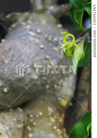 佛卡梅花 130441363