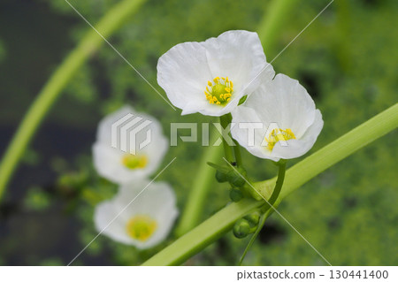 Flowers of broad-leaved arrowhead 130441400