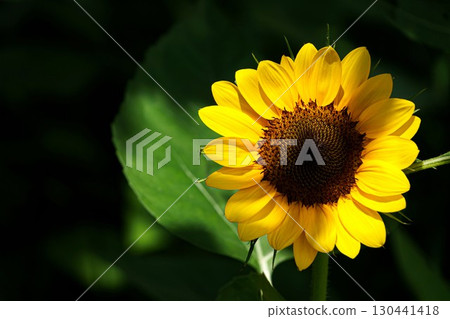 Close-up of sunflowers shining in the summer sun 130441418