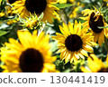 Sunflower field close up 130441419