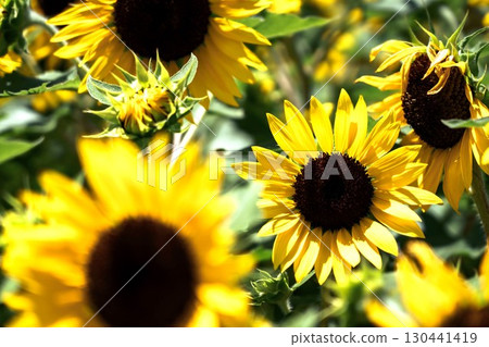 Sunflower field close up 130441419