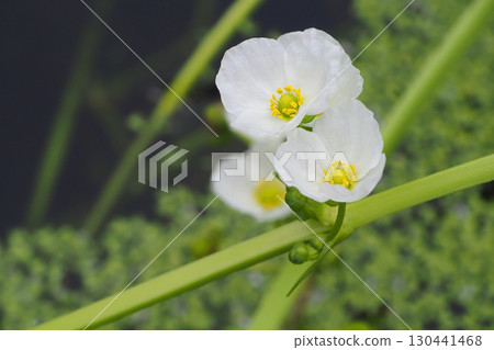 Flowers of broad-leaved arrowhead Flowers of broad-leaved arrowhead 130441468