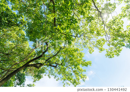 Nature of green leaf cover in garden summer. Eco Green Environment natural background. Nature of green leaf cover in garden summer. Eco Green Environment natural background. 130441492